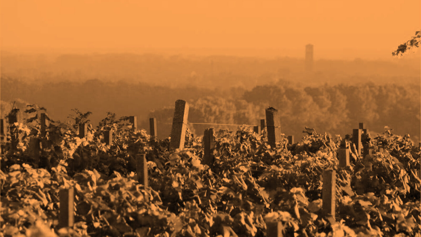 Il territorio del vino con Mario Finotti e Paola Turchelli copie in omaggio ai partecipanti Segue degustazione a cura dell’Associazione Città del Vino con i vini dell’Alto Piemonte della Cantina Rovellotti di Ghemme. In collaborazione con il Consorzio Mutue Ingresso libero fino a esaurimento posti  Con la Carta Io leggo di Più puoi prenotare il tuo posto, nelle prime file: scrivi a info.novara@circololettori.it